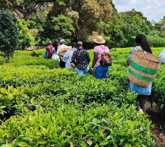 Tigoni Life Farm Tours